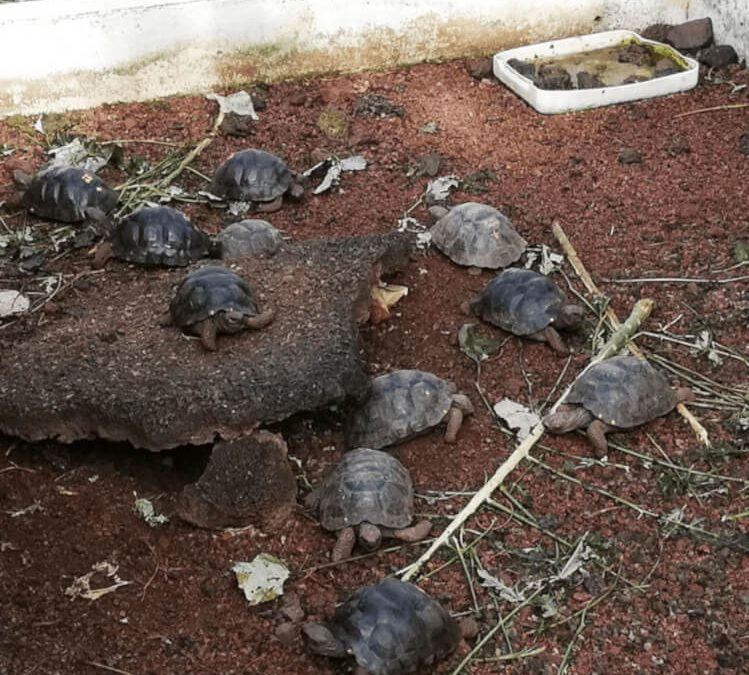 Giant turtles born after 100 years