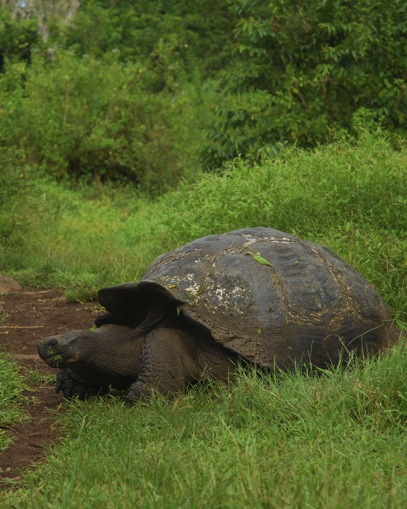 Facts about galapagos giant tortoises that will surprise you fragata