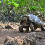 The wildlife in Galapagos amidst the COVID-19 pandemic