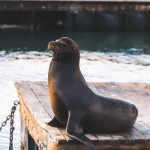 Sea lion: Mammal, playful and a total showstopper!