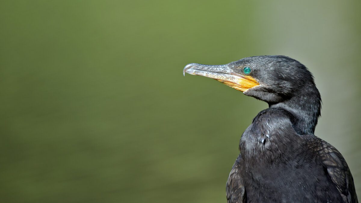 The flightless cormorant