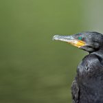 The Flightless Cormorant: A unique species to the islands