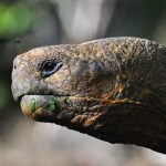 Tourism in Galapagos: A brief history
