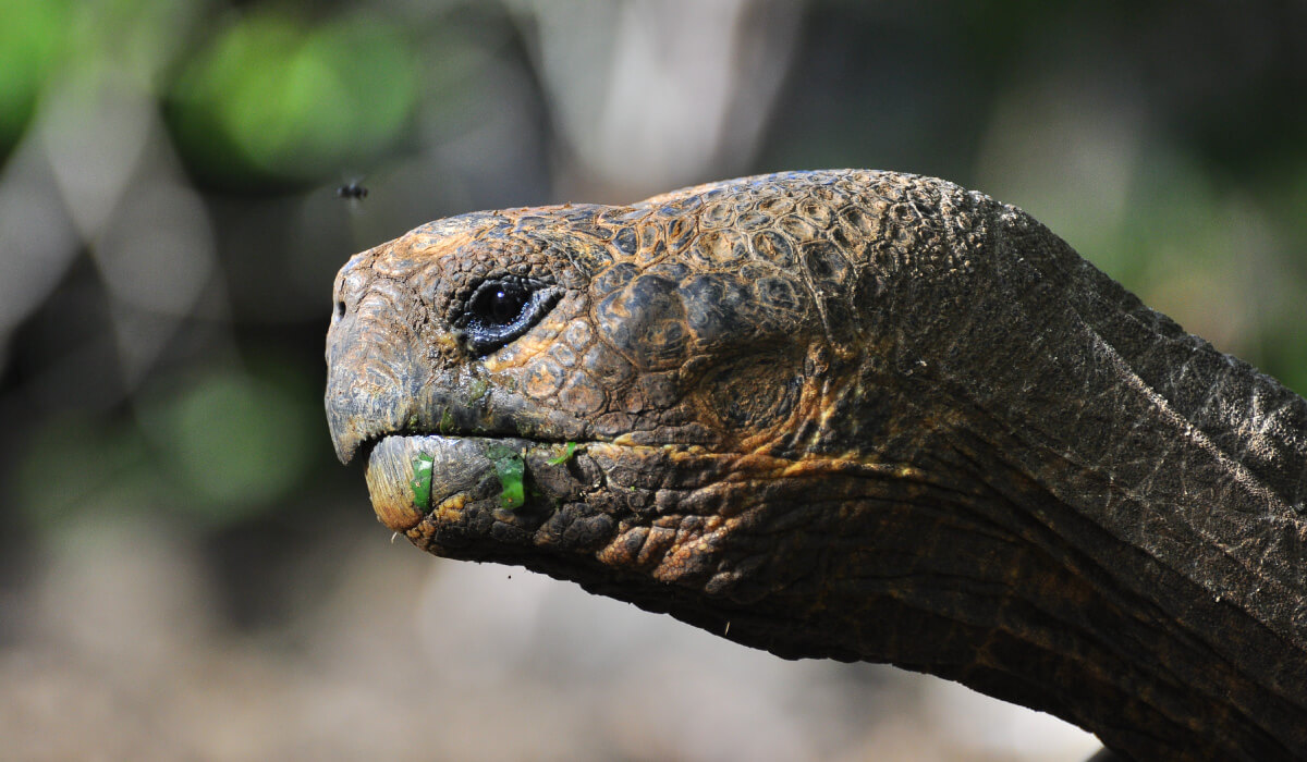 Tourism in Galapagos: A brief history | Fragata Yacht