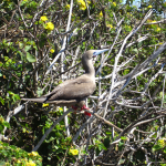 The red-footed boobies