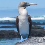 The Blue-footed Booby