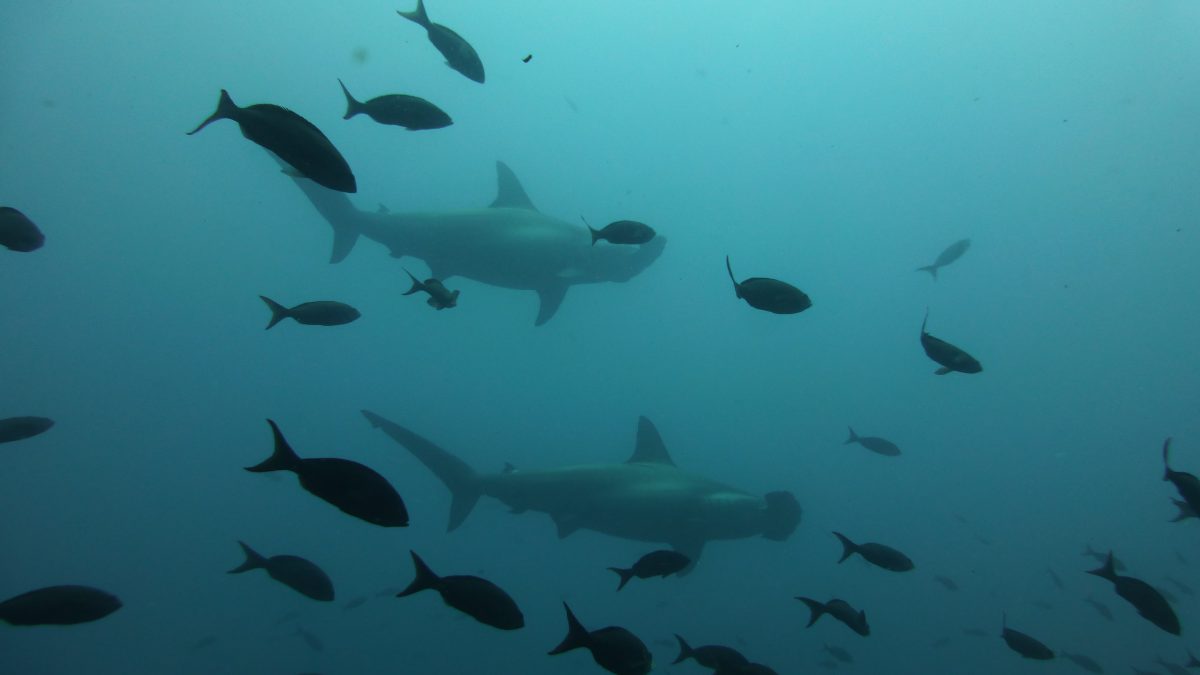 Galapagos Hammerhead Sharks